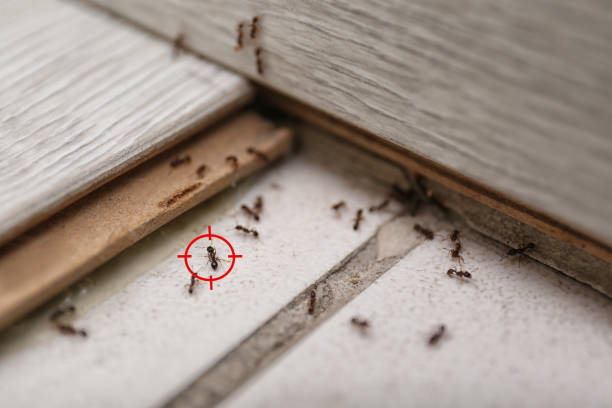 Best Local Pest Control Services  in Lewisburg, PA
